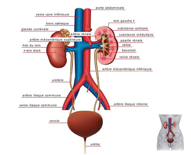 Anatomie 