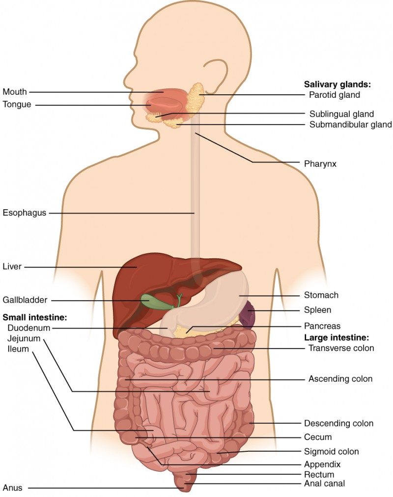 ANATOMIE C7