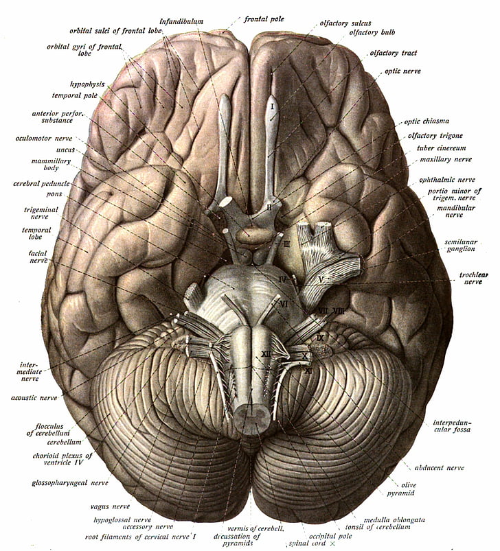 ANATOMIE C3 